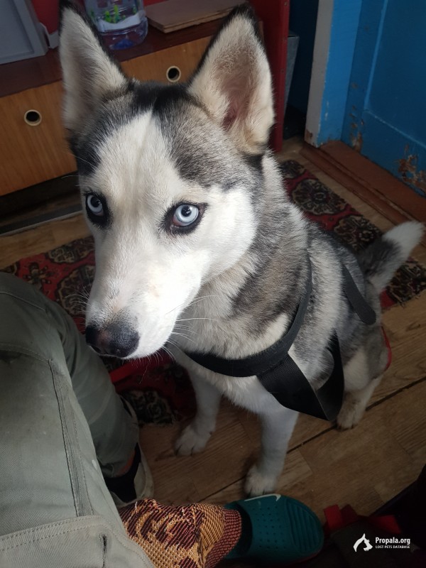 Найдена хаски!