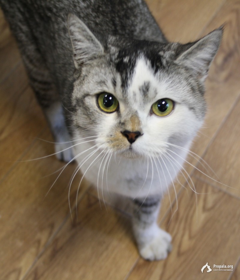 Найден трехцветный кот.