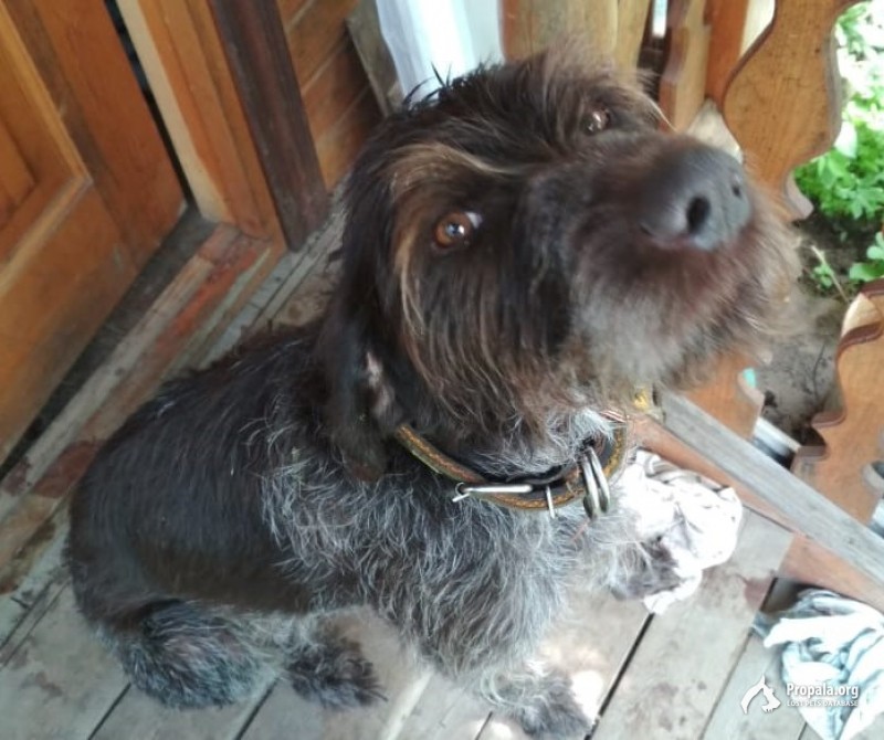 19.07.2019 найден пес