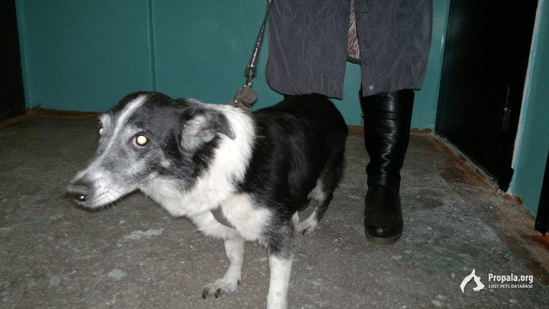 Найдена собака формата таксы