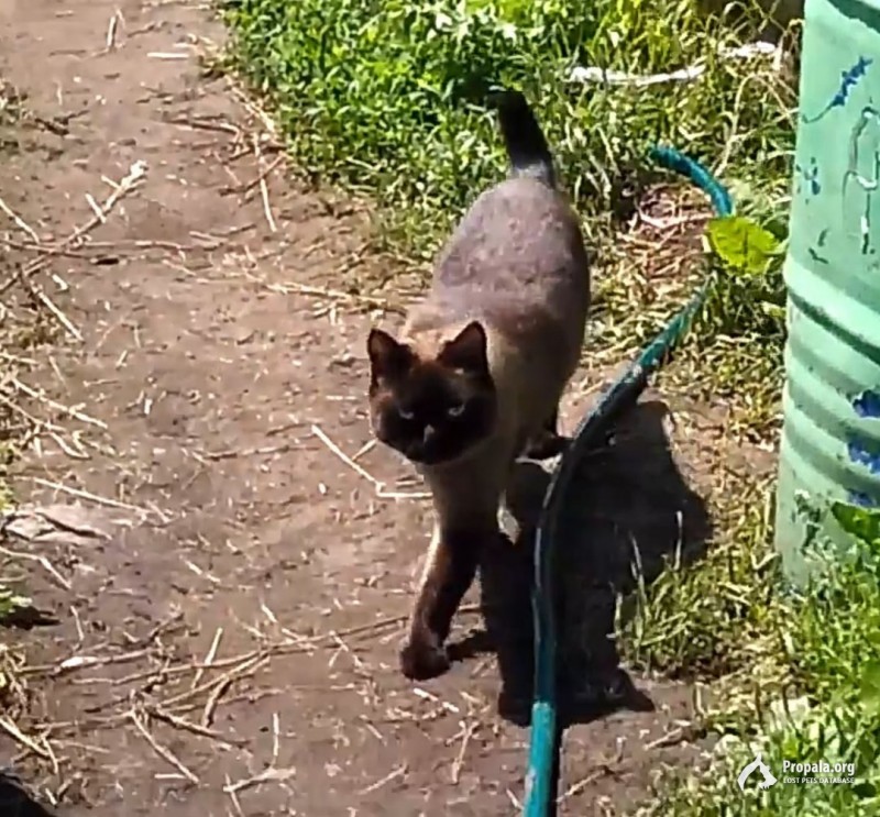 Пропал тёмный сиамский кот!