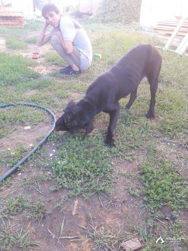 Найдена собака