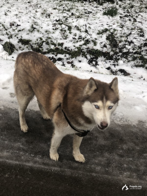 Собака в шлейке