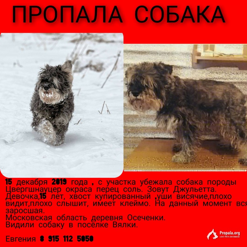 Пропала собака Цвергшнауцер