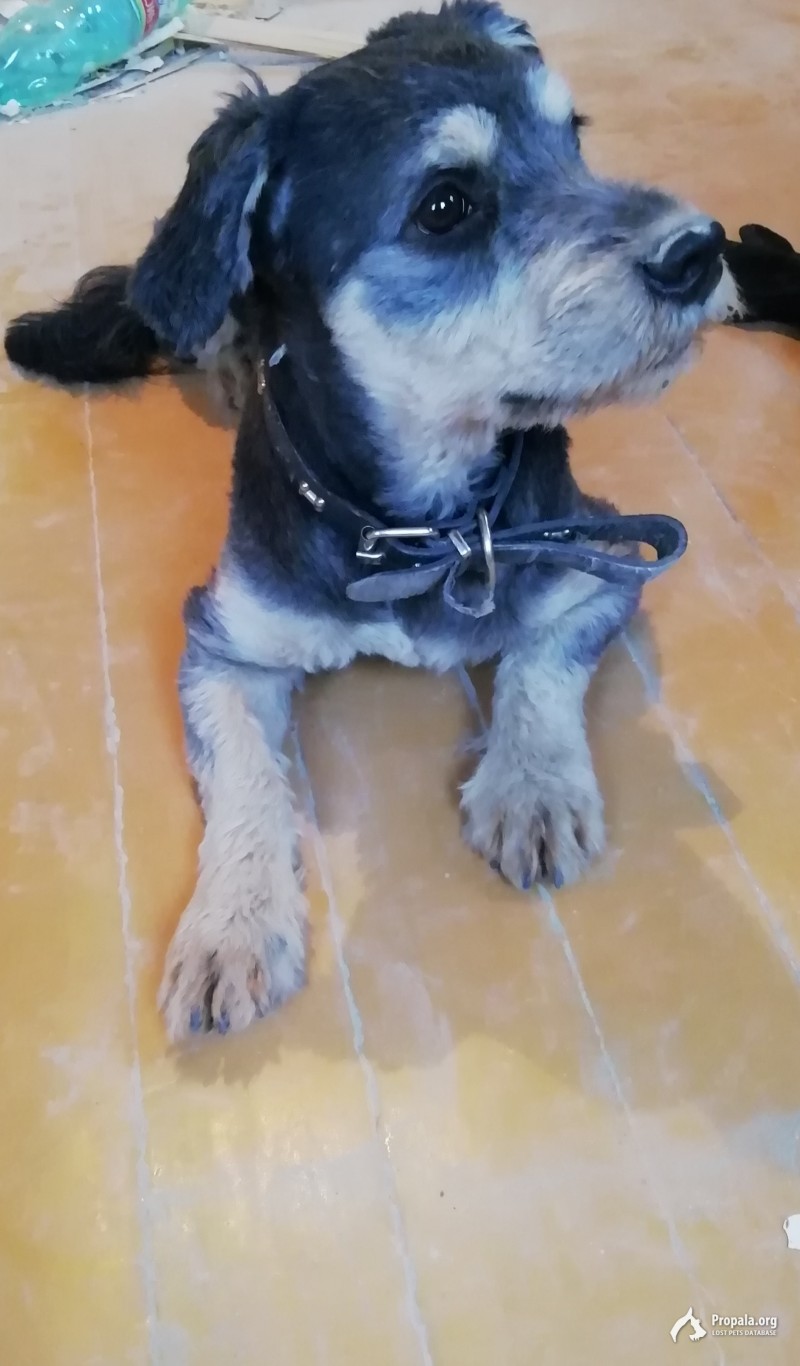 Найдена собака