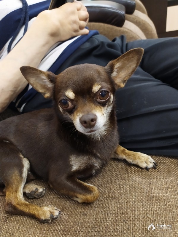 пропала собака