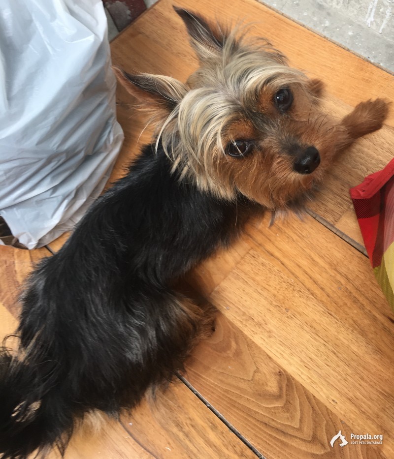 Пропала собака