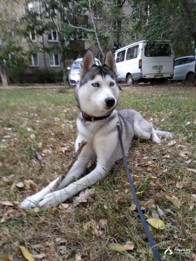 Пропала хаски.