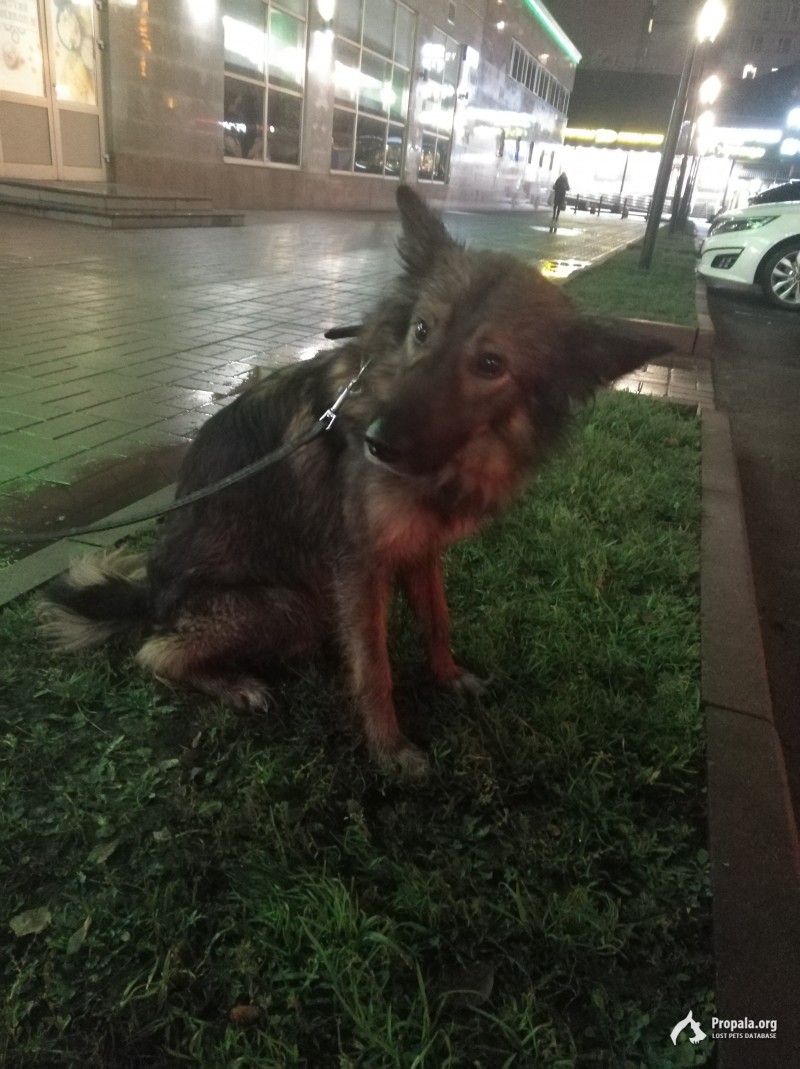 Найдена собака станция Железнодорожная Балашиха