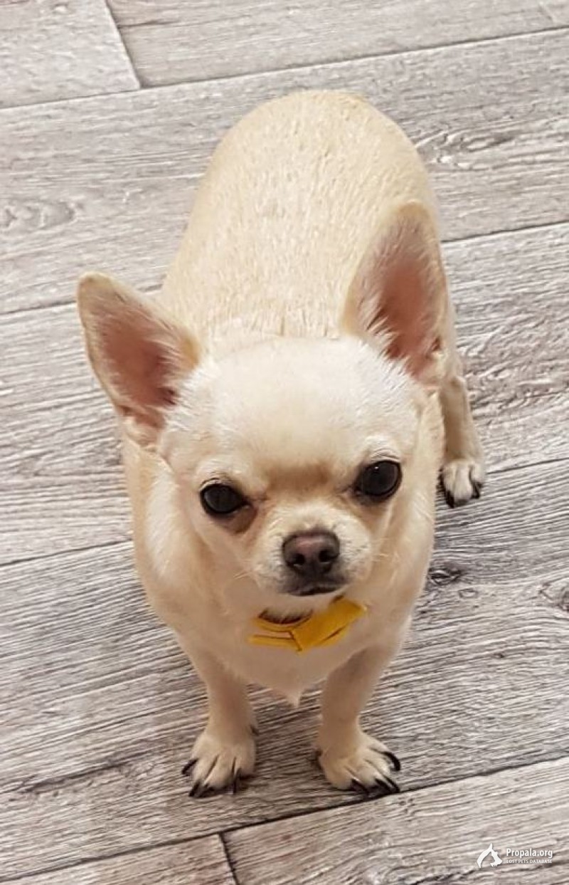 Потерялась собака! Помогите найти члена семьи!!!