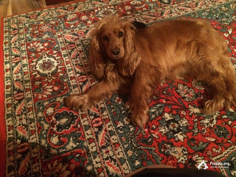 Пропала собака