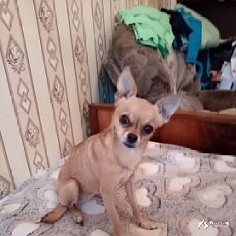 пропала собачка