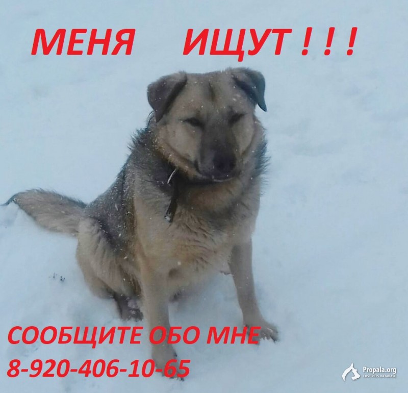 ПРОПАЛА СОБАКА