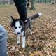 Пропал щенок хаски