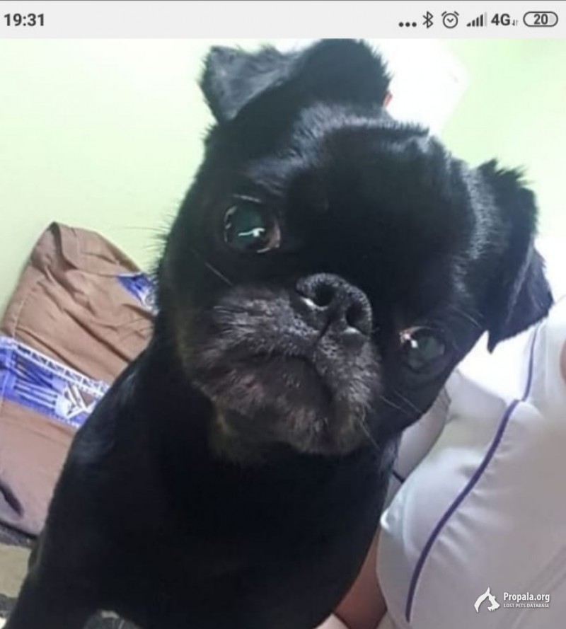 Пропал кобель пти брабансон