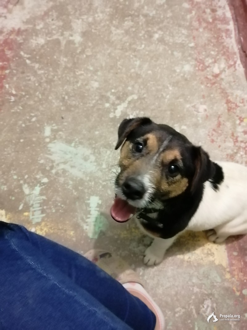 Нашёлся пёс