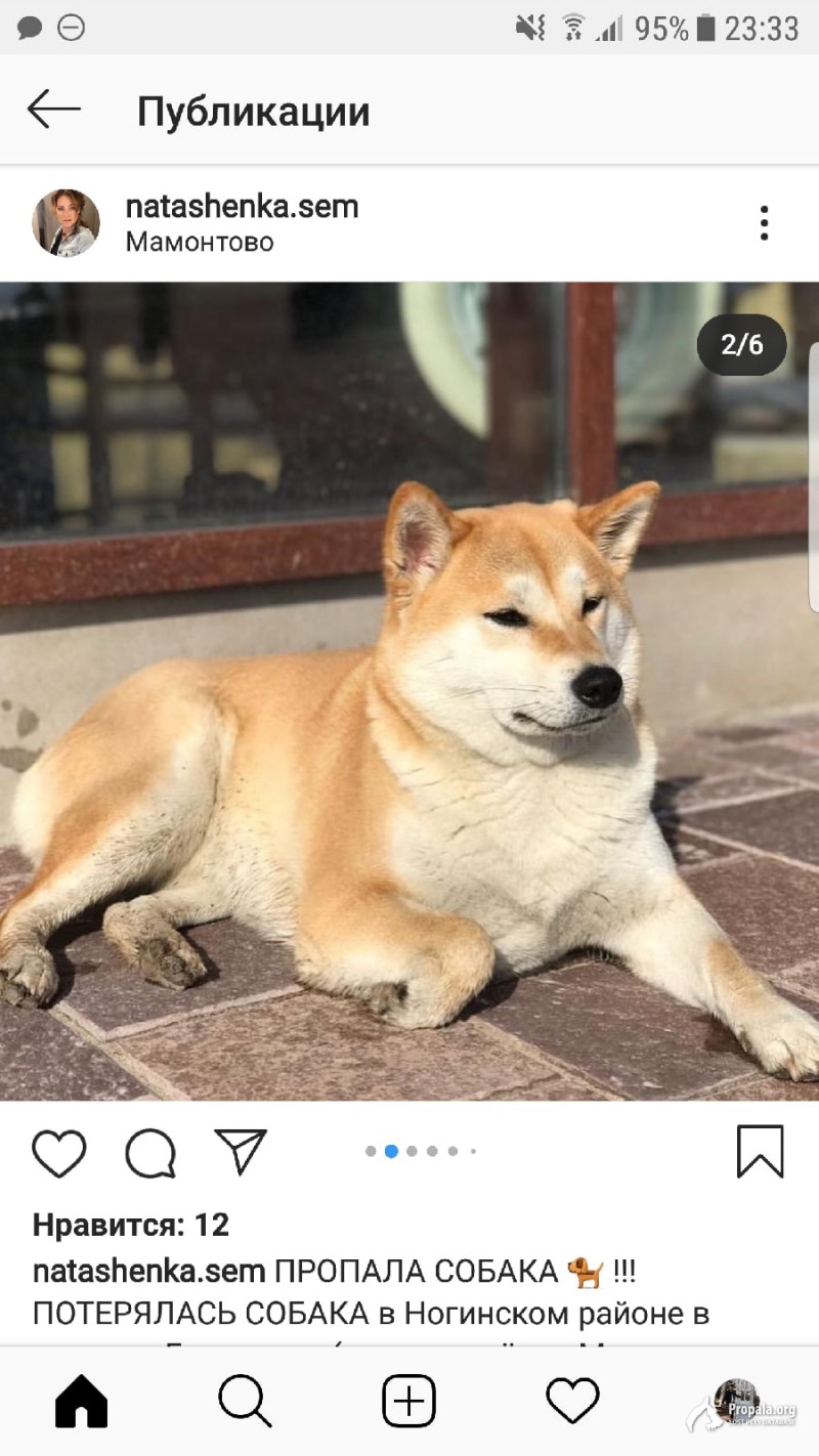 Пропала собака. Гарантируется вознаграждение