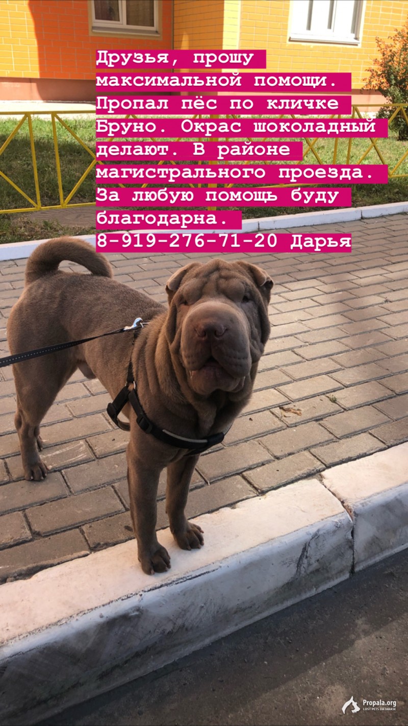 пропал кобель Шарпей