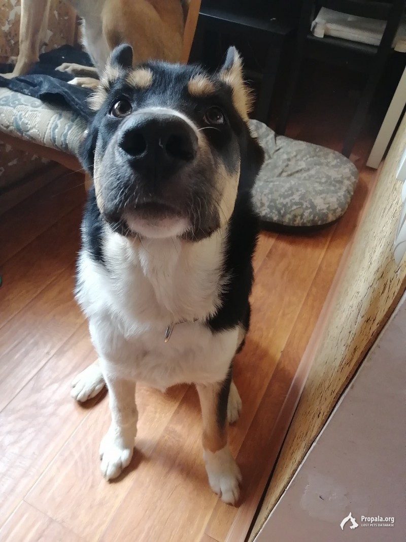 Потерялся щенок подросток. Поварово