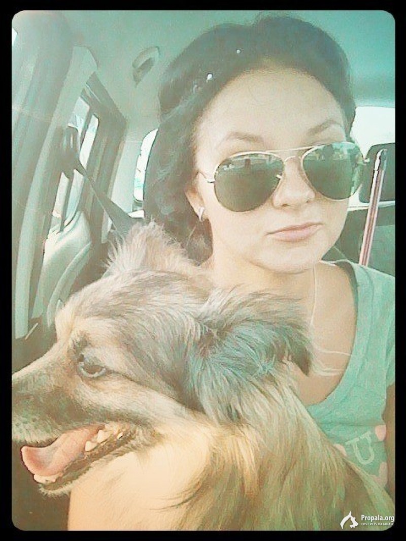 Пропала собака !