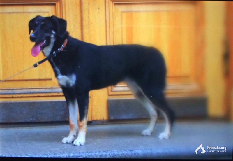 Пропала метис овчарки и спаниеля