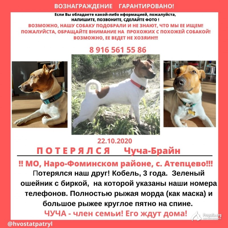 22.10.20 убежал в Атепцево
