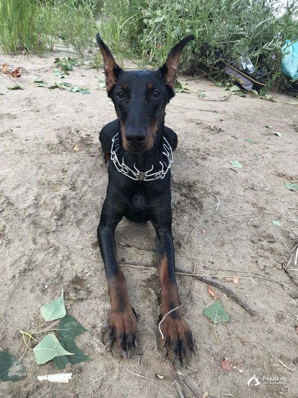 Пропала собака-доберман!