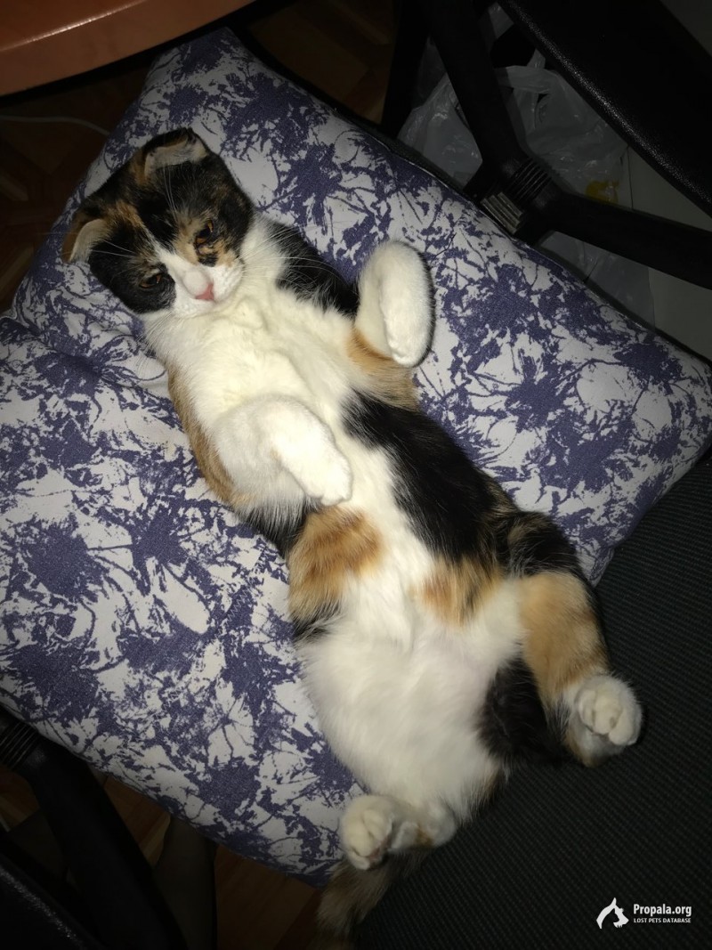 Потерялась кошка!!!
