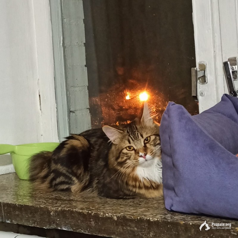 Пропал любимый кот!