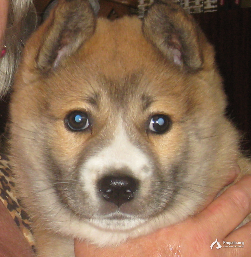 Пропал щенок