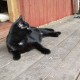 Пропал черный гладкошерстный кот в красном ошейнике..