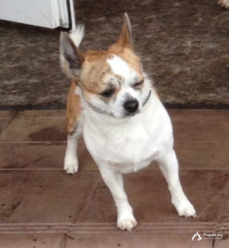 Пропала собака!