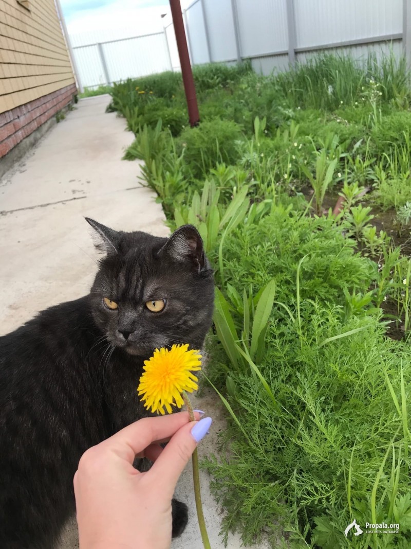 Пропала кошка в Куюках, Казань