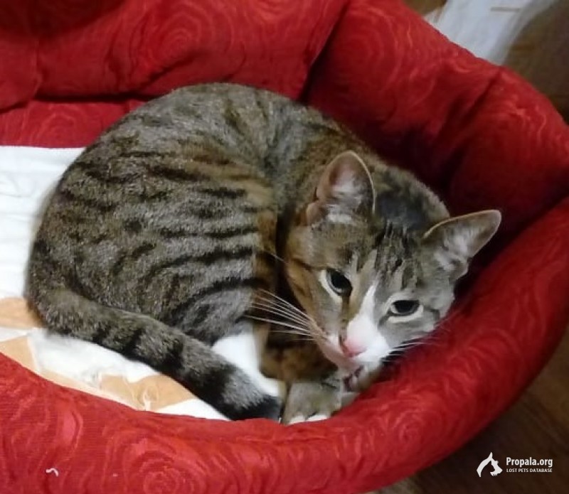 Пропал кот 28.03.2020