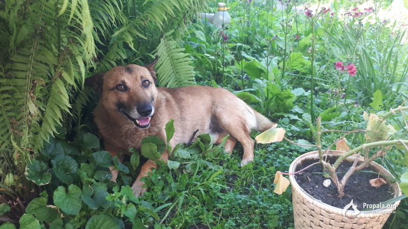 Пропала собака!