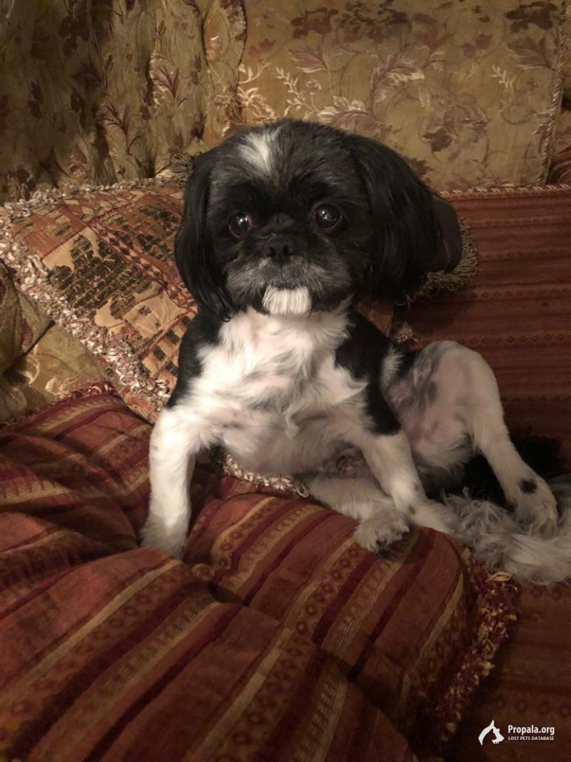 Пропала собака а районе ул. Емельянова