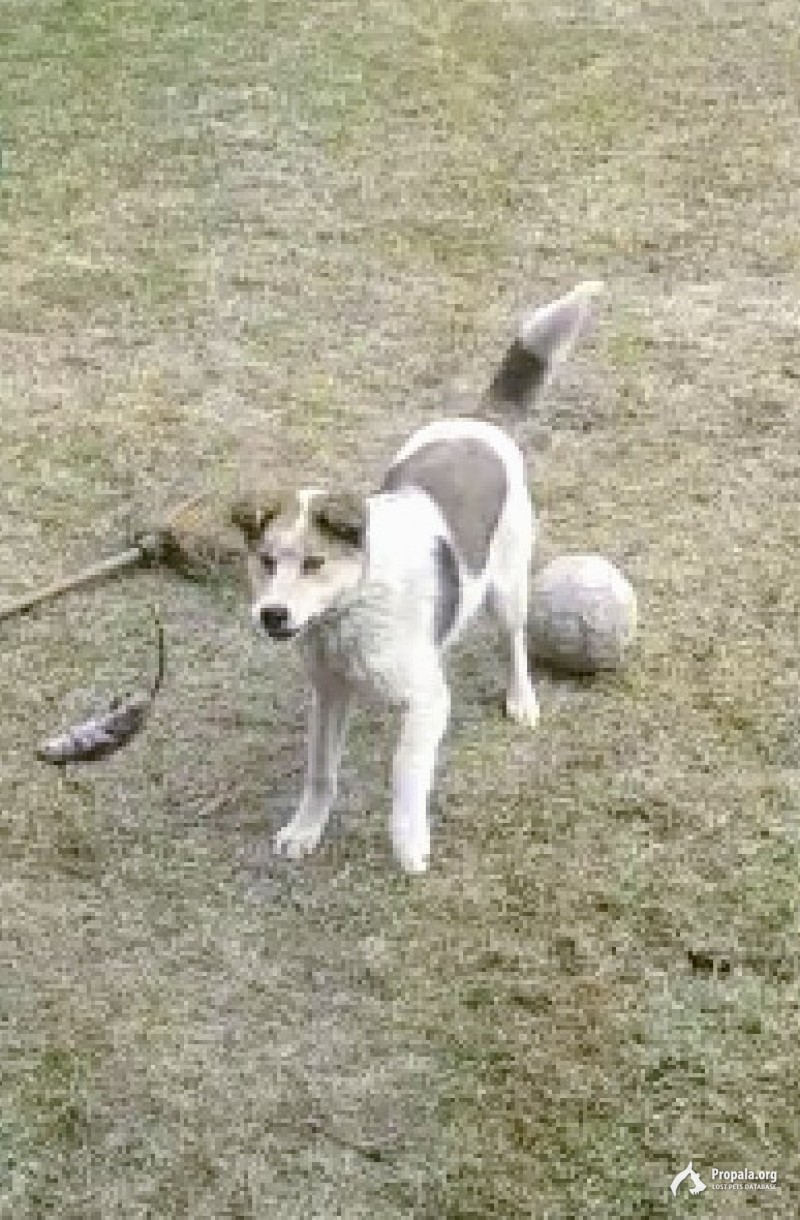 ПРОПАЛ ЩЕНОК ВИННИ!!!