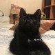 Найдена кошечка Новоивановское