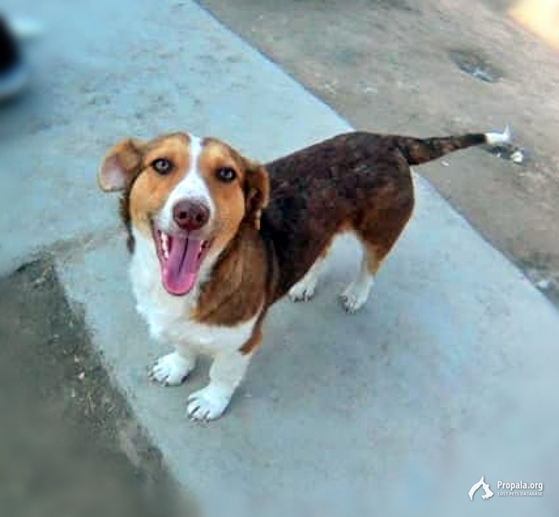 Пропала небольшая коротколапая собака, 40 см в холке