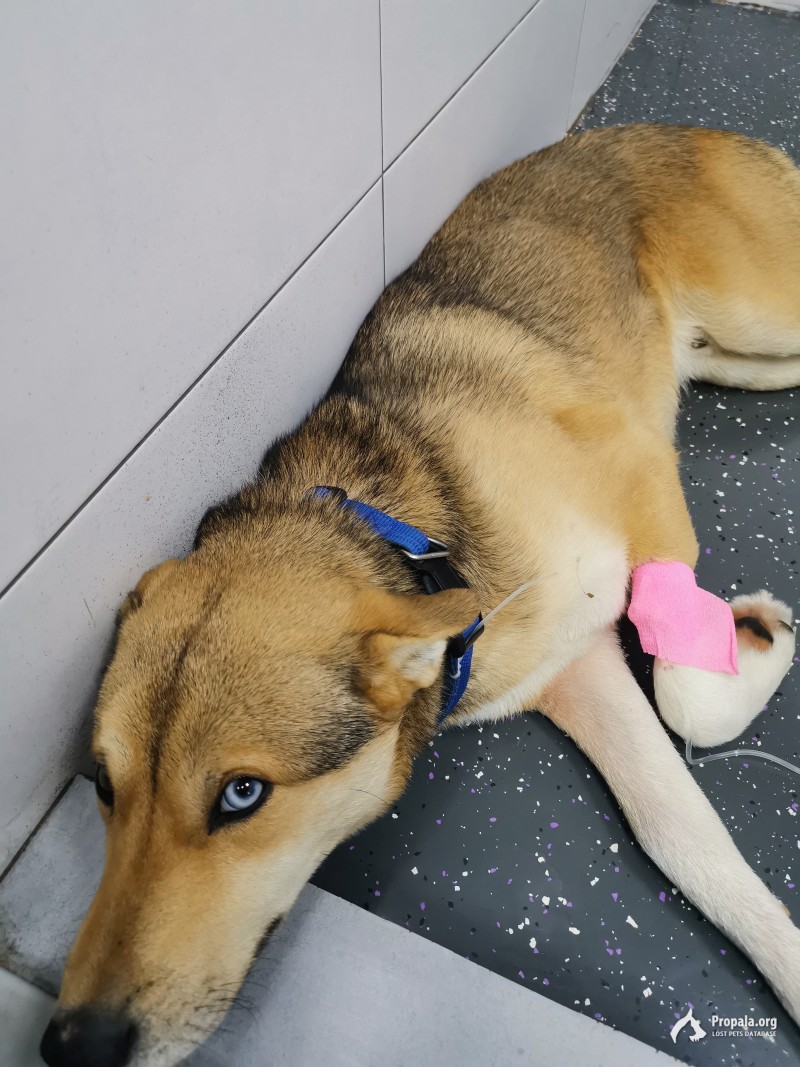 Найден щенок