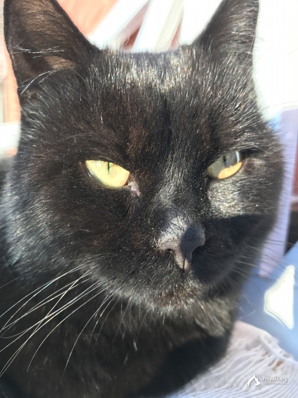 Пропал чёрный кот