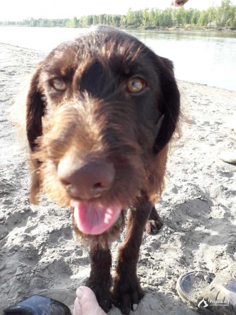 Пропала собака !