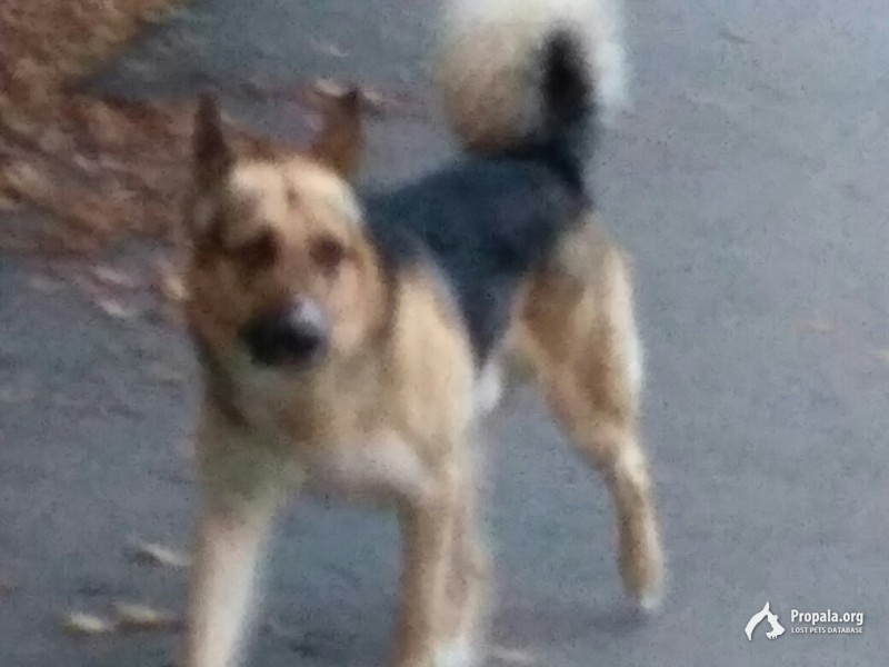 собака потерялась , бегает по поселку Мамонтовка