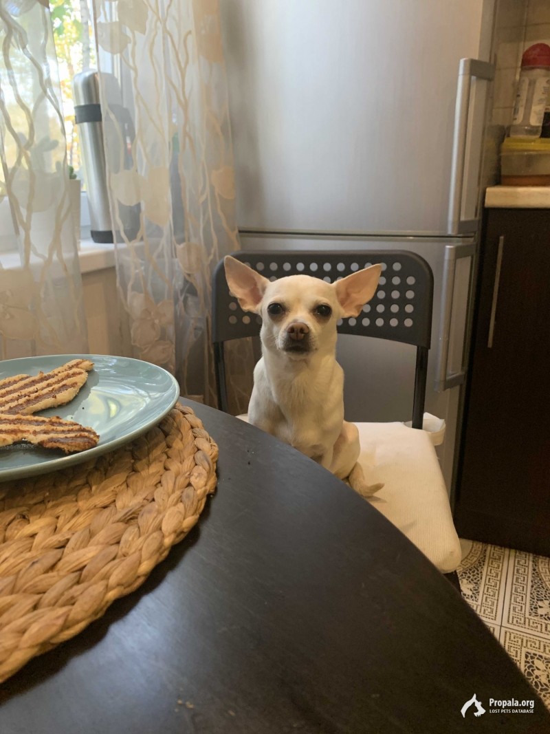 Пропала чихуахуа