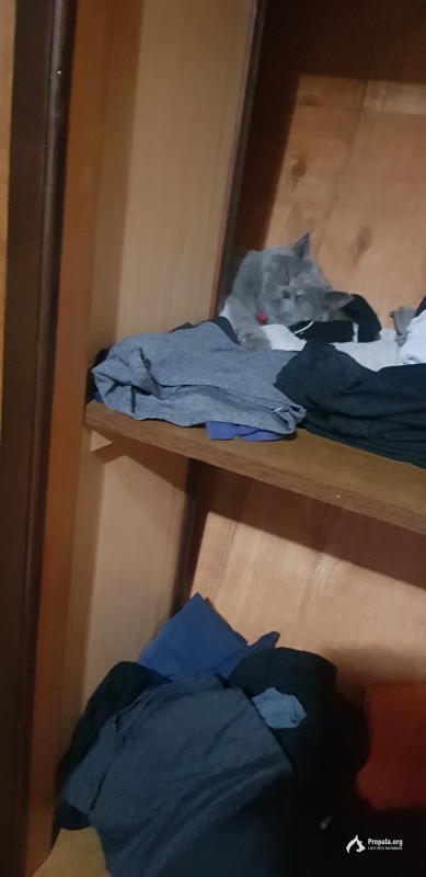 Британец пропал(((