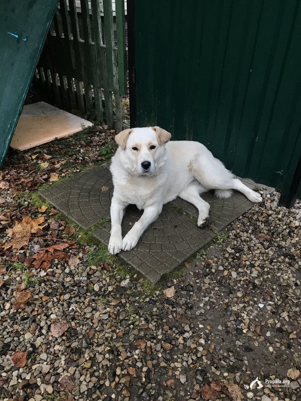 Найдена собака, девочка