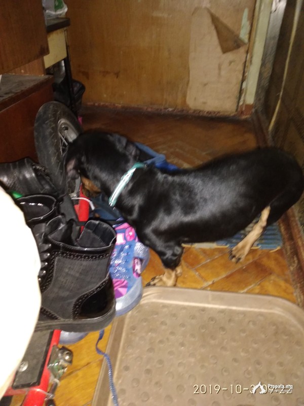 Найдена такса, кобель, стандарт