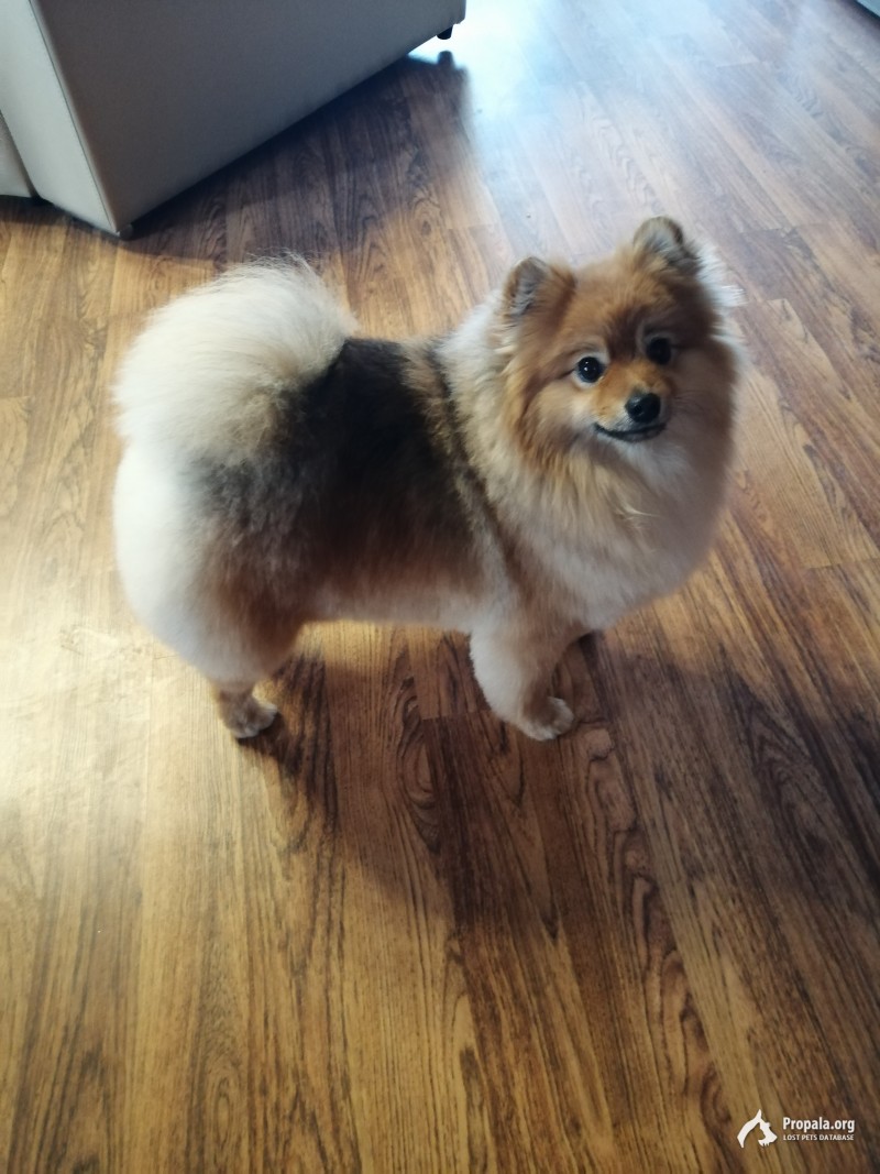 Пропала собака