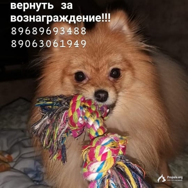 Пропала собака шпиц