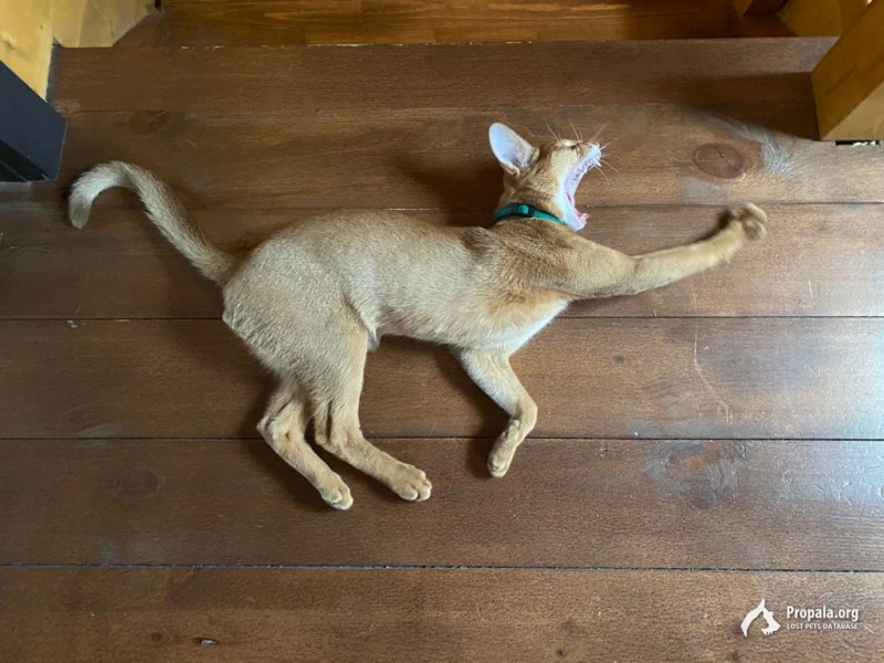 Пропал кот абиссинец